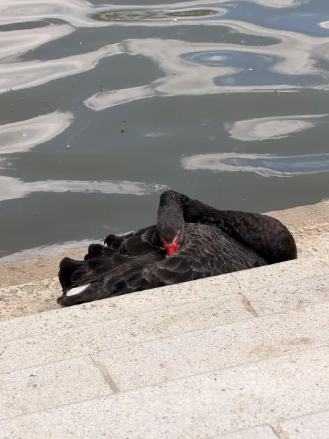 beautiful swan 🦢